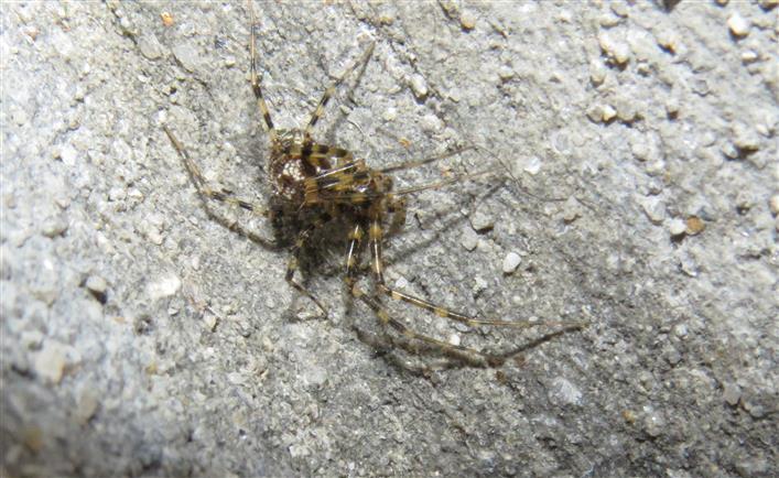 Theridiidae? No,  Linyphiidae: Labulla thoracica - Portugal